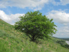 Шелковица белая (лат.Morus alba), семена