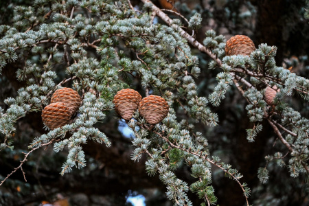 Кедр атласский (лат. Cedrus atlantica), семена