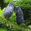 Пихта гималайская (лат. Abies pindrow), семена