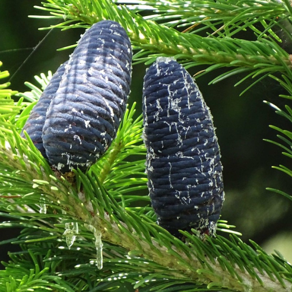 Пихта гималайская (лат. Abies pindrow), семена