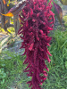 Амарант красный (лат. Amaranthus cruentus), 700 шт