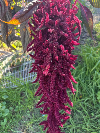 Амарант красный (лат. Amaranthus cruentus), 700 шт