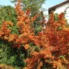 Пираканта гибридная Оранж Глоу (лат. Pyracantha Orange Glow)