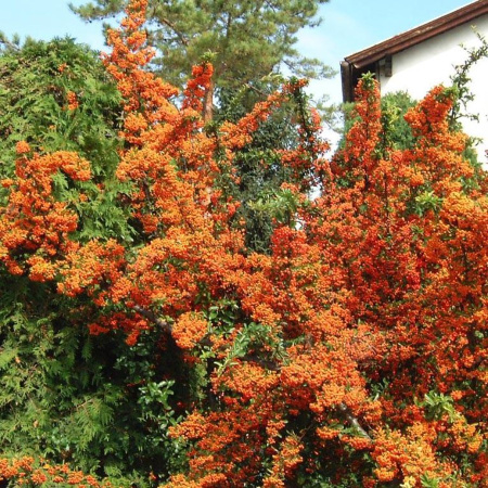 Пираканта гибридная Оранж Глоу (лат. Pyracantha Orange Glow)