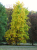 Хикан гибридный орех (лат. Carya ovata х Carya illinoinensis), семена