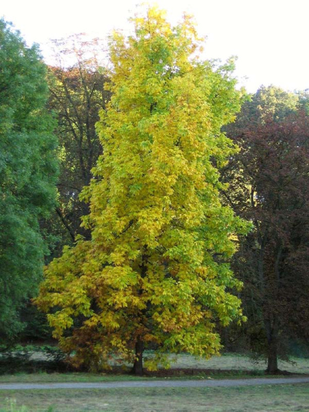 Хикан гибридный орех (лат. Carya ovata х Carya illinoinensis), семена
