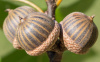 Дуб болотный (лат. Quercus palustris), семена 