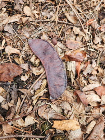 Бундук канадский (лат. Gymnocladus dioicus), семена