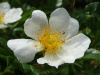 Роза Максимовича (Rosa maximowicziana), семена 