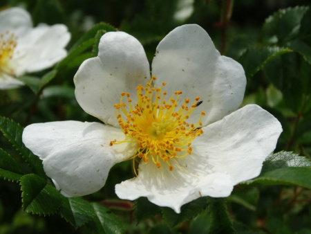 Роза Максимовича (Rosa maximowicziana), семена 
