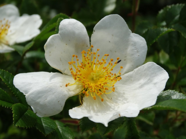 Роза Максимовича (Rosa maximowicziana), семена 
