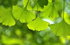 Гинкго Билоба (лат. Ginkgo Biloba), саженец, 1 шт
