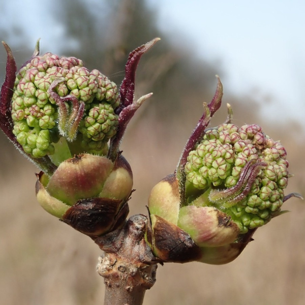 Бузина красная (лат. Sambucus racemosa), семена 