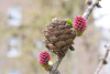 Лиственница Сукачева (лат. Larix sukaczewii Ledeb), семена
