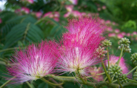Ленкоранская акация розовая, или Альбиция ленкоранская (лат. Albizia julibrissin), семена