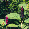 Лаконос американский, или Фитолакка (лат. Phytolacca americana), семена