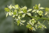 Айлант высочайший  (лат. Ailanthus altissima), семена