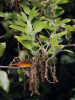 Дуб каменный (лат. Quercus ilex), сеянец, 3 шт 