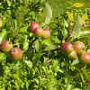 Яблоня лесная (лат. Malus sylvestris), семена