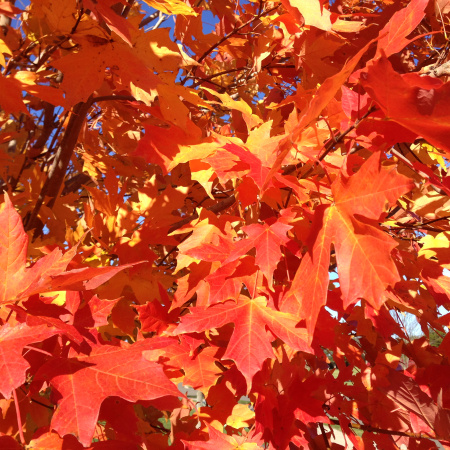 Клен сахарный (лат. Acer saccharum), семена