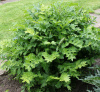 Акант обыкновенный (лат. Acanthus mollis), семена