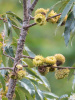 Дуб изменчивый (лат. Quercus variabilis), саженцы, 3 шт