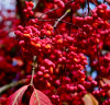 Бересклет европейский (лат. Euonymus europaeus), семена