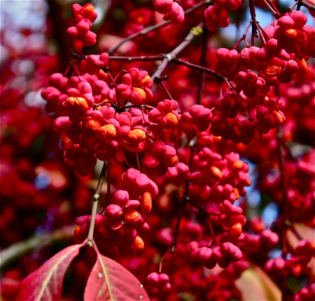 Бересклет европейский (лат. Euonymus europaeus), семена