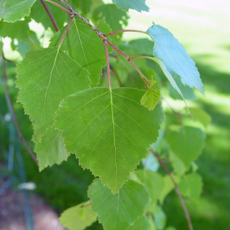 Береза повислая (лат. Betula pendula), семена