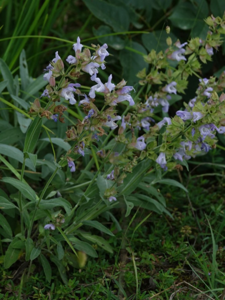 Шалфей лекарственный (лат. Salvia officinalis), 100 шт
