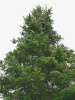 Пихта бальзамическая (лат. Abies balsamea), саженец, 1 ш