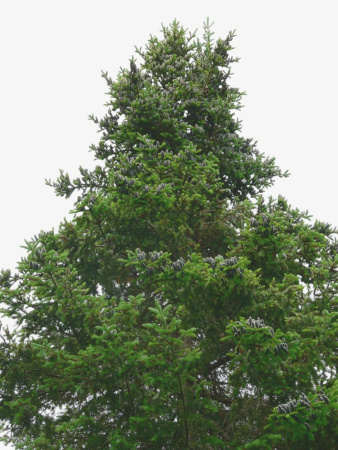 Пихта бальзамическая (лат. Abies balsamea), саженец, 1 ш