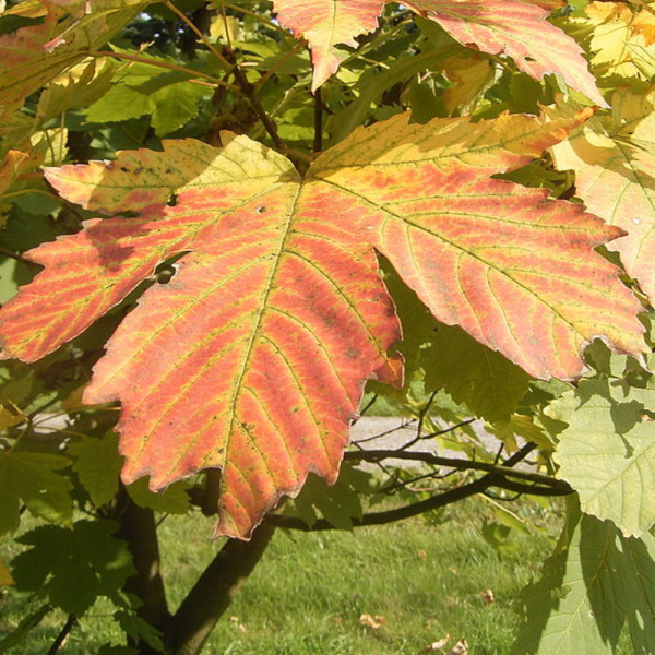 Клен Гельдрейха (лат. Acer heldreichii Orph), семена