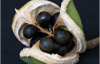 Чекалкин орех, или Ксантоцерас рябинолистный (лат. Xanthoceras sorbifolium), саженец, 1 шт 