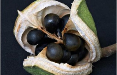 Чекалкин орех, или Ксантоцерас рябинолистный (лат. Xanthoceras sorbifolium), саженец, 1 шт 