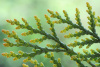 Туя восточная, или Биота, или Плосковеточник (лат. Biota, или Platycladus orientalis), семена