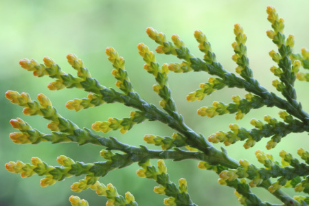 Туя восточная, или Биота, или Плосковеточник (лат. Biota, или Platycladus orientalis), семена