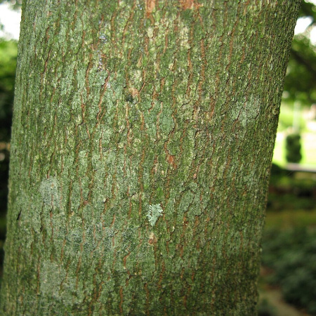Клен Максимовича (лат. Acer maximowiczianum), семена