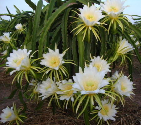 Питахайя, или Питайя "Драконий фрукт" (лат. Hylocereus undatus), семена