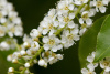 Черемуха виргинская (лат. Padus virginiana), семена