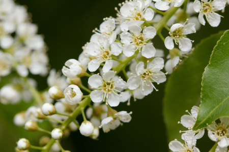 Черемуха виргинская (лат. Padus virginiana), семена