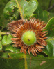 Дуб зубчатый (лат. Quercus dentata) 10 шт, семена