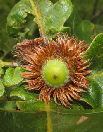Дуб зубчатый (лат. Quercus dentata) 10 шт, семена