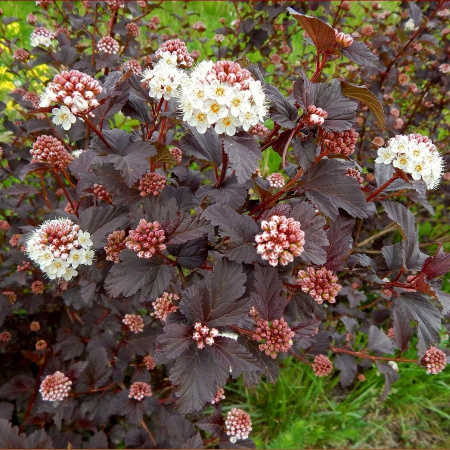 Пузыреплодник калинолистный пурпуролистный (лат. Physocarpus opulifolius Purpurea), семена
