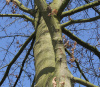 Дуб шарлаховый (лат. Quercus coccinea) 10 штук, семена