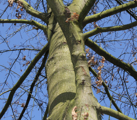 Дуб шарлаховый (лат. Quercus coccinea) 10 штук, семена