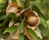 Миндаль трехлопастный, или луизеания трехлопастная (лат. Prunus triloba), семена