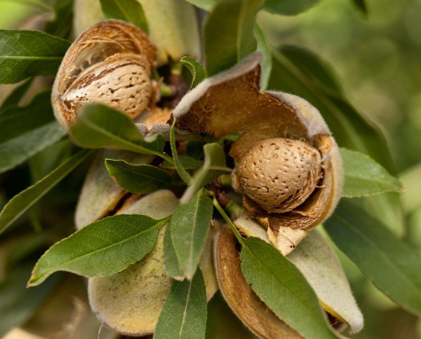 Миндаль трехлопастный, или луизеания трехлопастная (лат. Prunus triloba), семена