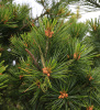 Сосна кедровая корейская, или Маньчжурский кедр (лат. Pinus koraiensis), семена