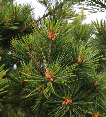 Сосна кедровая корейская, или Маньчжурский кедр (лат. Pinus koraiensis), семена